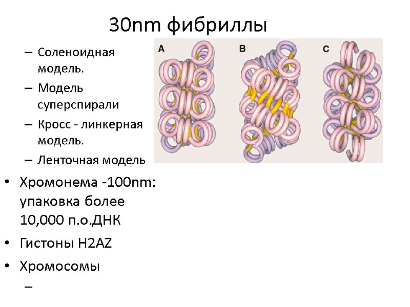 30nm фибриллы Соленоидная модель.  Модель суперспирали  Кросс - линкерная модель.  Ленточная